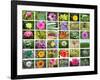 Nature Collage-miff32-Framed Art Print