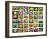 Nature Collage-miff32-Framed Art Print