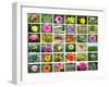 Nature Collage-miff32-Framed Art Print