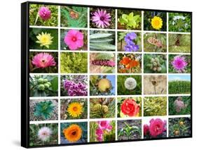 Nature Collage-miff32-Framed Stretched Canvas