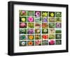 Nature Collage-miff32-Framed Art Print