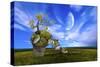 Nature Collection 70-Ata Alishahi-Stretched Canvas