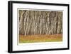 Nature Conservancy Aspen Grove II-Donald Paulson-Framed Giclee Print