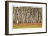 Nature Conservancy Aspen Grove II-Donald Paulson-Framed Giclee Print