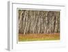 Nature Conservancy Aspen Grove II-Donald Paulson-Framed Giclee Print