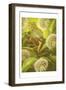 Nature Fairy-null-Framed Art Print