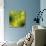 Nature Fan, Green Leaves Color-Belen Mena-Stretched Canvas displayed on a wall