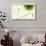 Nature Fan, Green Leaves-Belen Mena-Giclee Print displayed on a wall