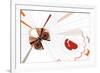 Nature Fan, Moth-Belen Mena-Framed Giclee Print