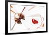 Nature Fan, Moth-Belen Mena-Framed Giclee Print