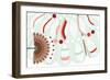 Nature Fan, Red And Green-Belen Mena-Framed Giclee Print