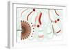 Nature Fan, Red And Green-Belen Mena-Framed Giclee Print