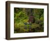 Nature Garden Reflection-Steven Maxx-Framed Photographic Print