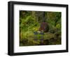 Nature Garden Reflection-Steven Maxx-Framed Photographic Print