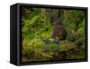 Nature Garden Reflection-Steven Maxx-Framed Stretched Canvas