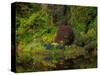 Nature Garden Reflection-Steven Maxx-Stretched Canvas