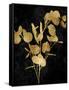 Nature Gold on Black III-Danielle Carson-Framed Stretched Canvas