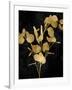 Nature Gold on Black III-Danielle Carson-Framed Art Print