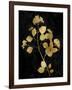 Nature Gold on Black VI-Danielle Carson-Framed Art Print