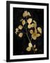 Nature Gold on Black VI-Danielle Carson-Framed Art Print