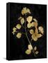 Nature Gold on Black VI-Danielle Carson-Framed Stretched Canvas