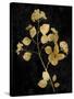 Nature Gold on Black VI-Danielle Carson-Stretched Canvas