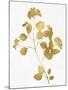 Nature Gold on White VI-Danielle Carson-Mounted Art Print