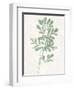 Nature Green II-Danielle Carson-Framed Art Print