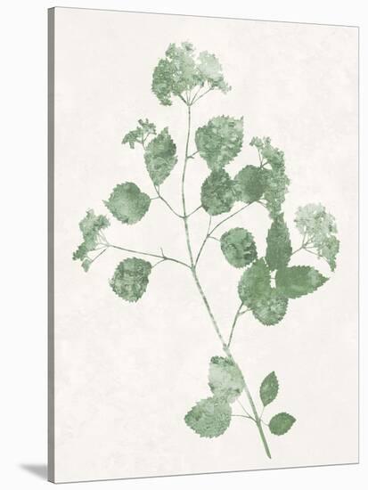 Nature Green VI-Danielle Carson-Stretched Canvas