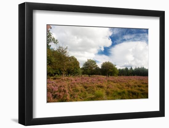 Nature Heather Landscape with Purple Flowers in the Fields-Ivonnewierink-Framed Photographic Print