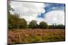 Nature Heather Landscape with Purple Flowers in the Fields-Ivonnewierink-Mounted Photographic Print