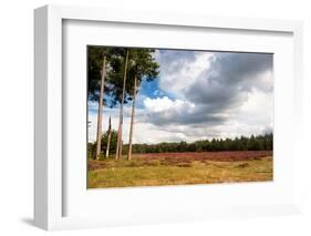 Nature Heather Landscape with Purple Flowers in the Fields-Ivonnewierink-Framed Photographic Print