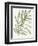 Nature in Sage I-Sue Schlabach-Framed Art Print