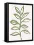 Nature in Sage II-Sue Schlabach-Framed Stretched Canvas