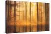 Nature Is Magic-Philippe Sainte-Laudy-Stretched Canvas