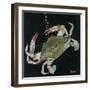 Nature Magazine - View of a Blue Crab, c.1933-Lantern Press-Framed Art Print