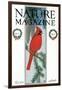 Nature Magazine - View of a Cardinal Perched on a Pine Branch, c.1927-Lantern Press-Framed Art Print