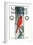 Nature Magazine - View of a Cardinal Perched on a Pine Branch, c.1927-Lantern Press-Framed Art Print