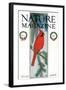 Nature Magazine - View of a Cardinal Perched on a Pine Branch, c.1927-Lantern Press-Framed Art Print