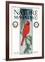 Nature Magazine - View of a Cardinal Perched on a Pine Branch, c.1927-Lantern Press-Framed Art Print