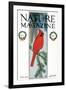 Nature Magazine - View of a Cardinal Perched on a Pine Branch, c.1927-Lantern Press-Framed Art Print