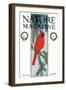 Nature Magazine - View of a Cardinal Perched on a Pine Branch, c.1927-Lantern Press-Framed Art Print