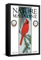 Nature Magazine - View of a Cardinal Perched on a Pine Branch, c.1927-Lantern Press-Framed Stretched Canvas