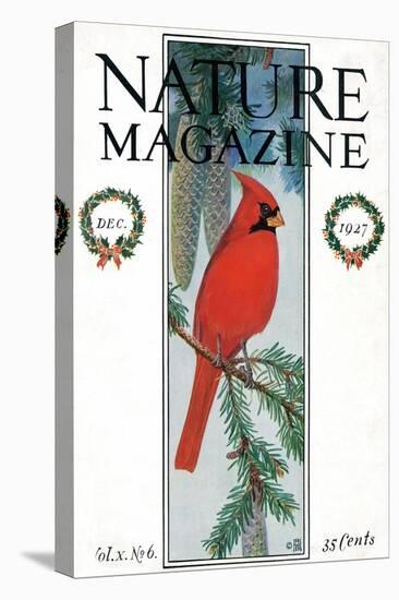 Nature Magazine - View of a Cardinal Perched on a Pine Branch, c.1927-Lantern Press-Stretched Canvas