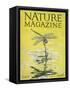 Nature Magazine - View of a Dragonfly over a Pond, c.1926-Lantern Press-Framed Stretched Canvas