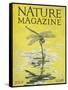 Nature Magazine - View of a Dragonfly over a Pond, c.1926-Lantern Press-Framed Stretched Canvas