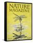 Nature Magazine - View of a Dragonfly over a Pond, c.1926-Lantern Press-Framed Stretched Canvas