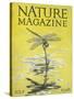 Nature Magazine - View of a Dragonfly over a Pond, c.1926-Lantern Press-Stretched Canvas