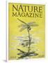 Nature Magazine - View of a Dragonfly over a Pond, c.1926-Lantern Press-Framed Art Print