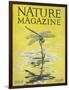 Nature Magazine - View of a Dragonfly over a Pond, c.1926-Lantern Press-Framed Art Print